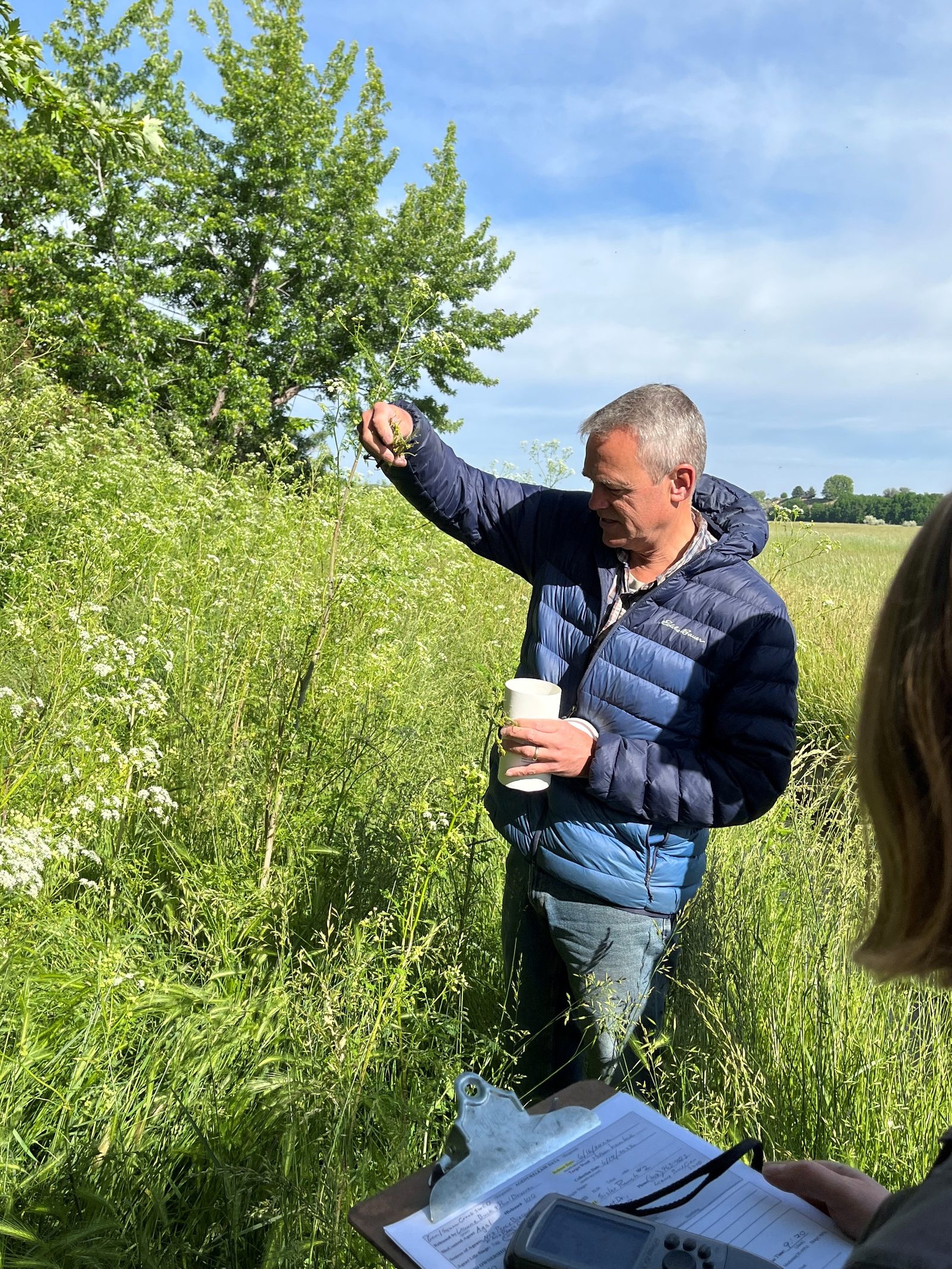 A poison hemlock caterpillar biocontrol release