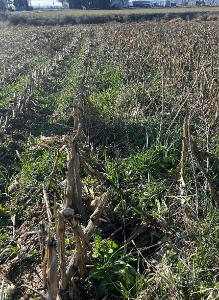 Young cover crop emerging between rows of corn stubble on a drone-planted field