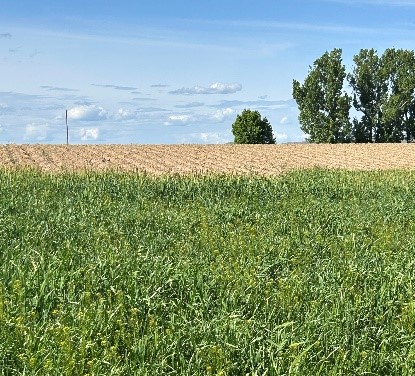 A green filter strip of grass growing between a tilled field and the field edge