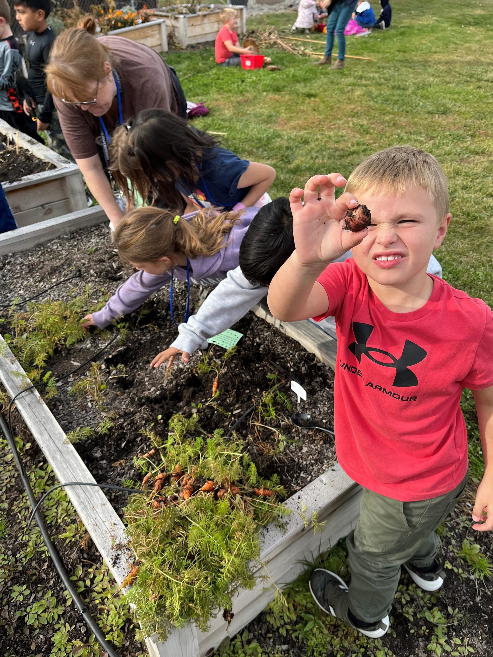 Students harvesting carrots from raised garden beds at a district-sponsored school garden